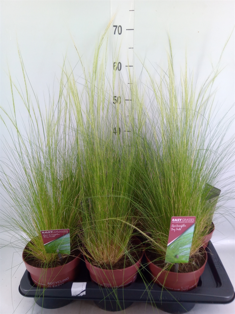 Горшечные цветы и растения оптом Stipa Tenuifolia от 6шт из Голландии с доставкой по России