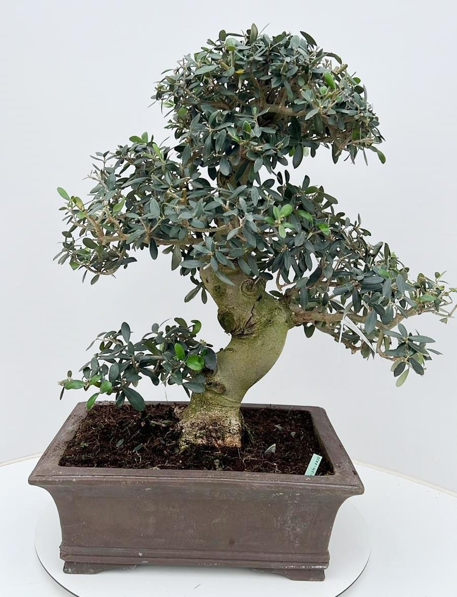 Горшечные цветы и растения оптом Olea Europaea, Pot 42cm. Height 70cm. (single Item от 1шт из Голландии с доставкой по России