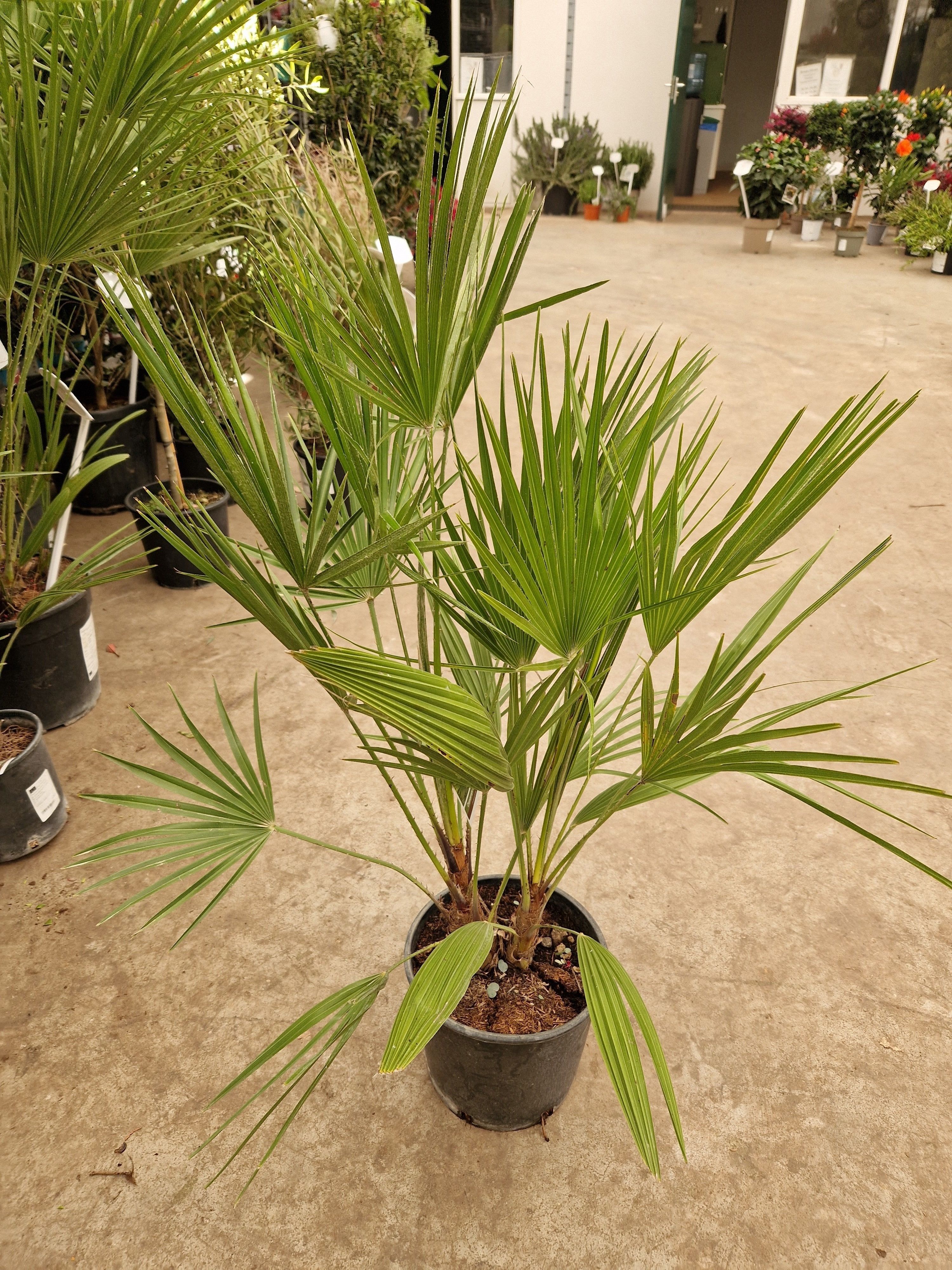 Горшечные цветы и растения оптом Cham Humilis от 2шт из Голландии с доставкой по России