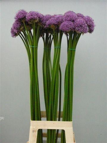 Срезанные цветы оптом Allium gladiator от 60шт из Голландии с доставкой по России