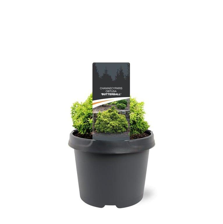Горшечные цветы и растения оптом Chamaecyparis Obt Butterball от 1шт из Голландии с доставкой по России
