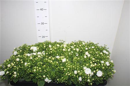 Горшечные цветы и растения оптом Camp White Like Mee от 10шт (для телеги) из Голландии с доставкой по России