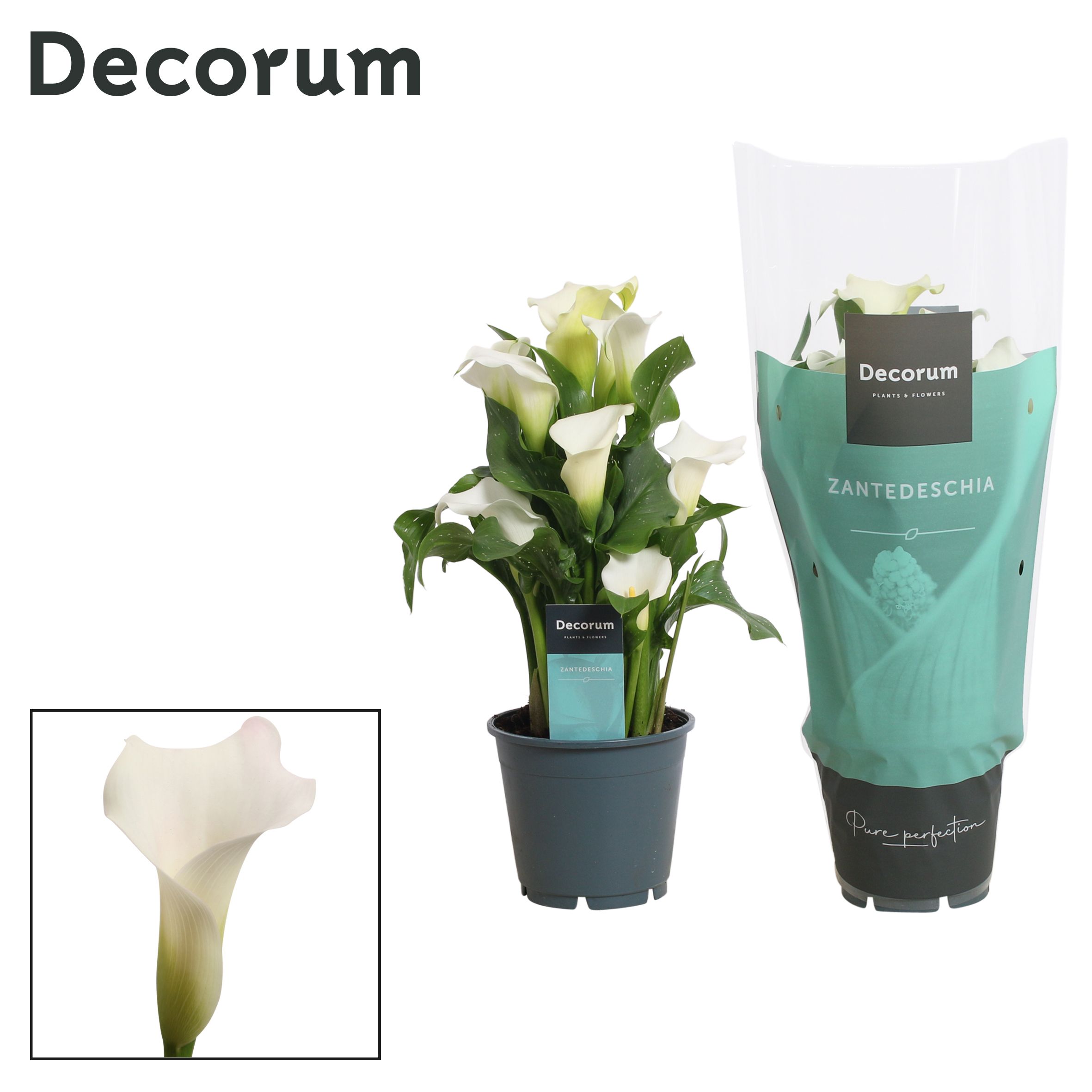 Горшечные цветы и растения оптом Zantedeschia White 5+ (decorum) от 8шт из Голландии с доставкой по России