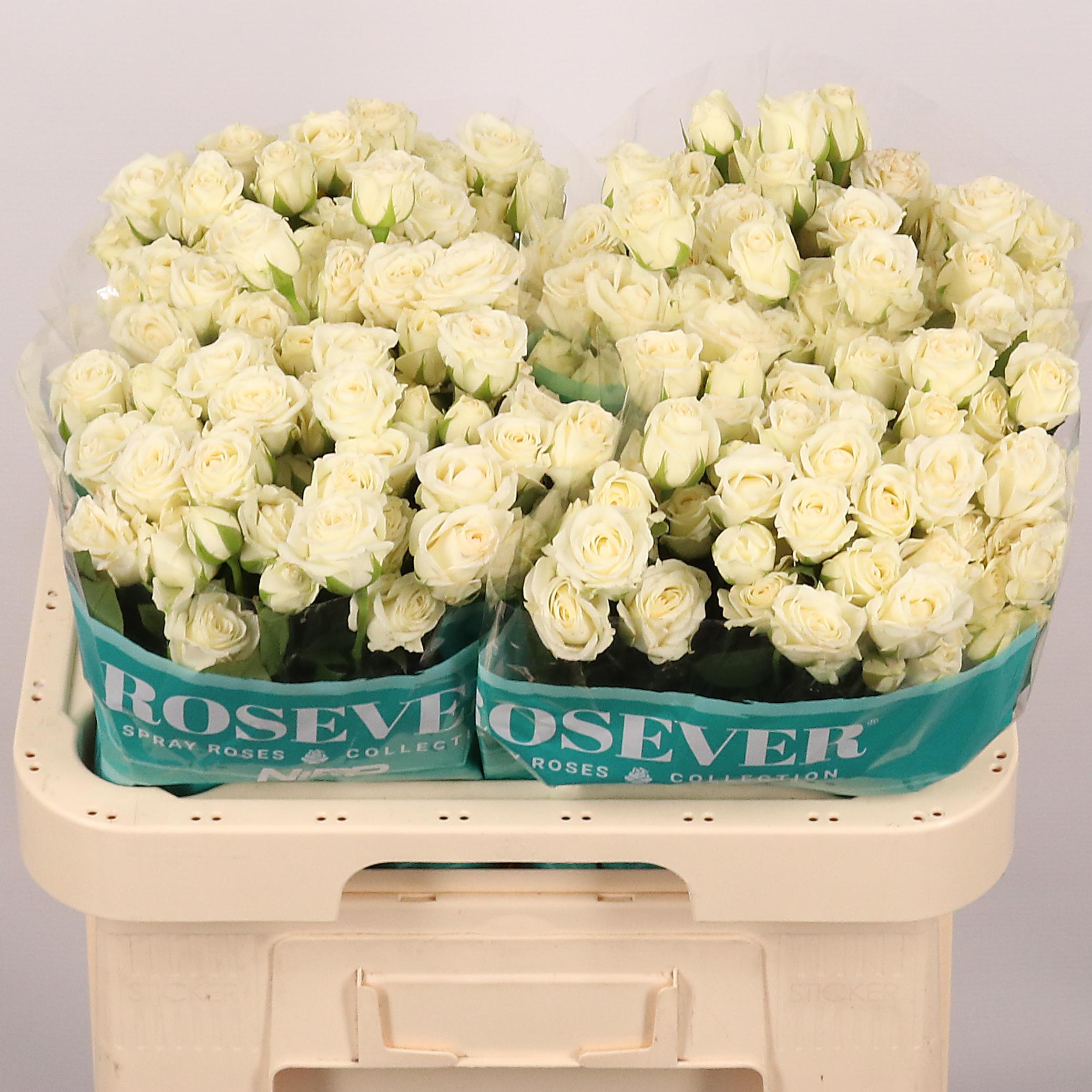 Срезанные цветы оптом Rosa spray virgin rosever от 30шт из Голландии с доставкой по России