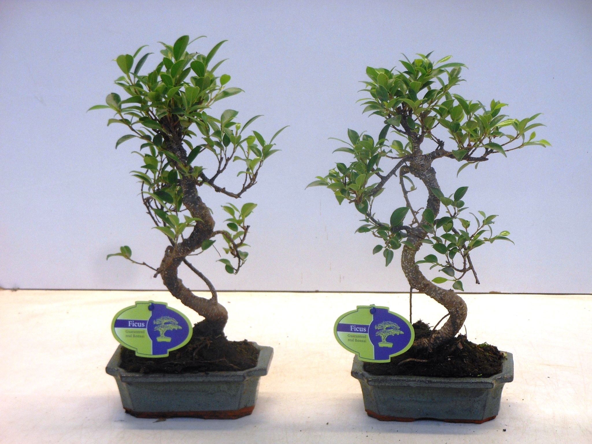 Горшечные цветы и растения оптом Bonsai Ficus Retusa S-shape Without Drip Tray от 10шт из Голландии с доставкой по России