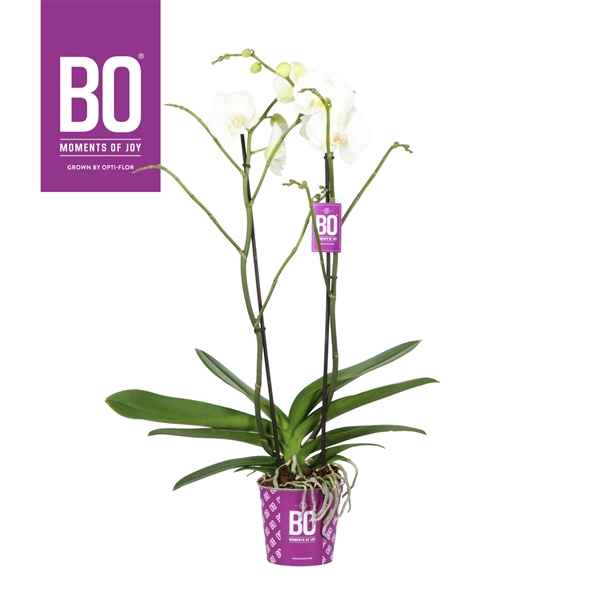Горшечные цветы и растения оптом Phal 2st White 4 Stars 13+ (opti) от 6шт из Голландии с доставкой по России