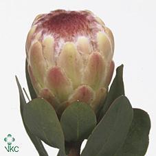 Срезанные цветы оптом Protea grandicolor от 45шт из Голландии с доставкой по России