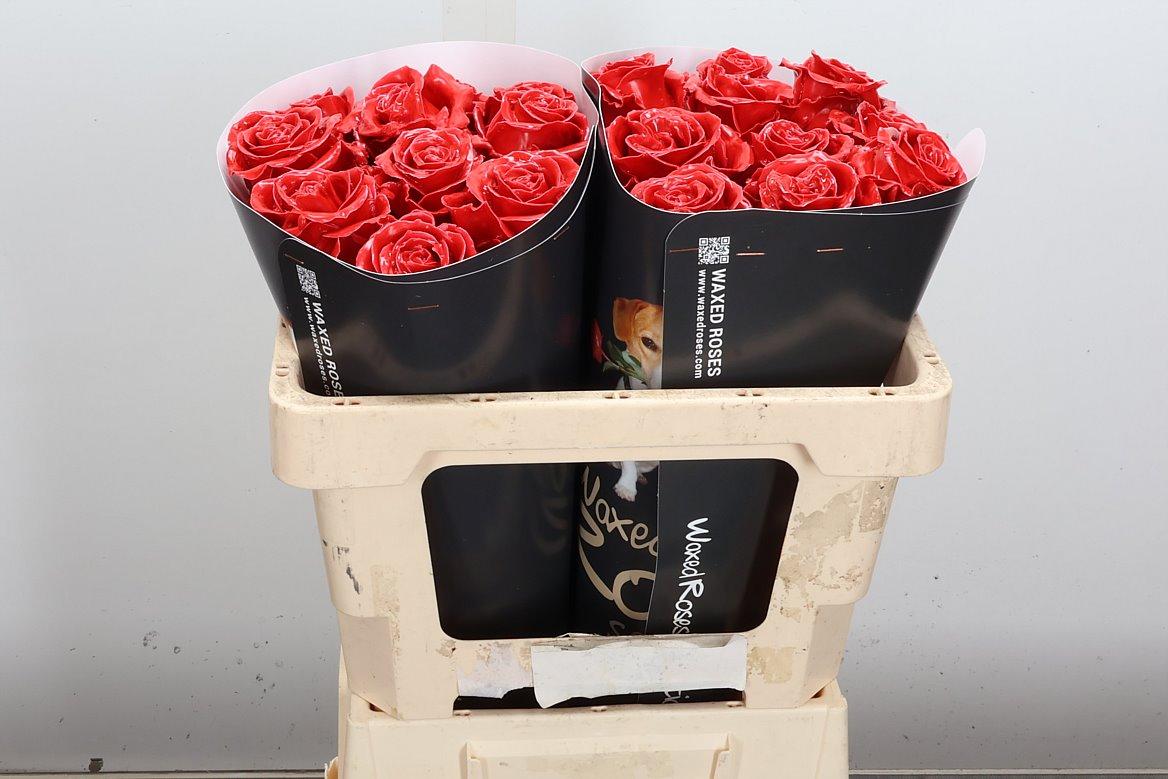 Срезанные цветы оптом Rosa large wax red light 7 от 20шт из Голландии с доставкой по России