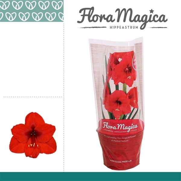 Горшечные цветы и растения оптом Hipp Royal Red 1pp Fm Hoes от 8шт из Голландии с доставкой по России