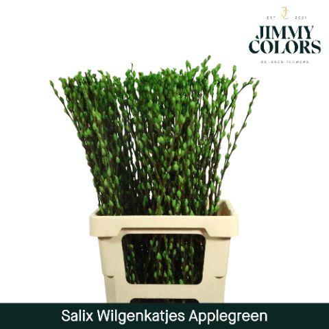 Срезанные цветы оптом Salix paint pussy willow applegreen от 50шт из Голландии с доставкой по России
