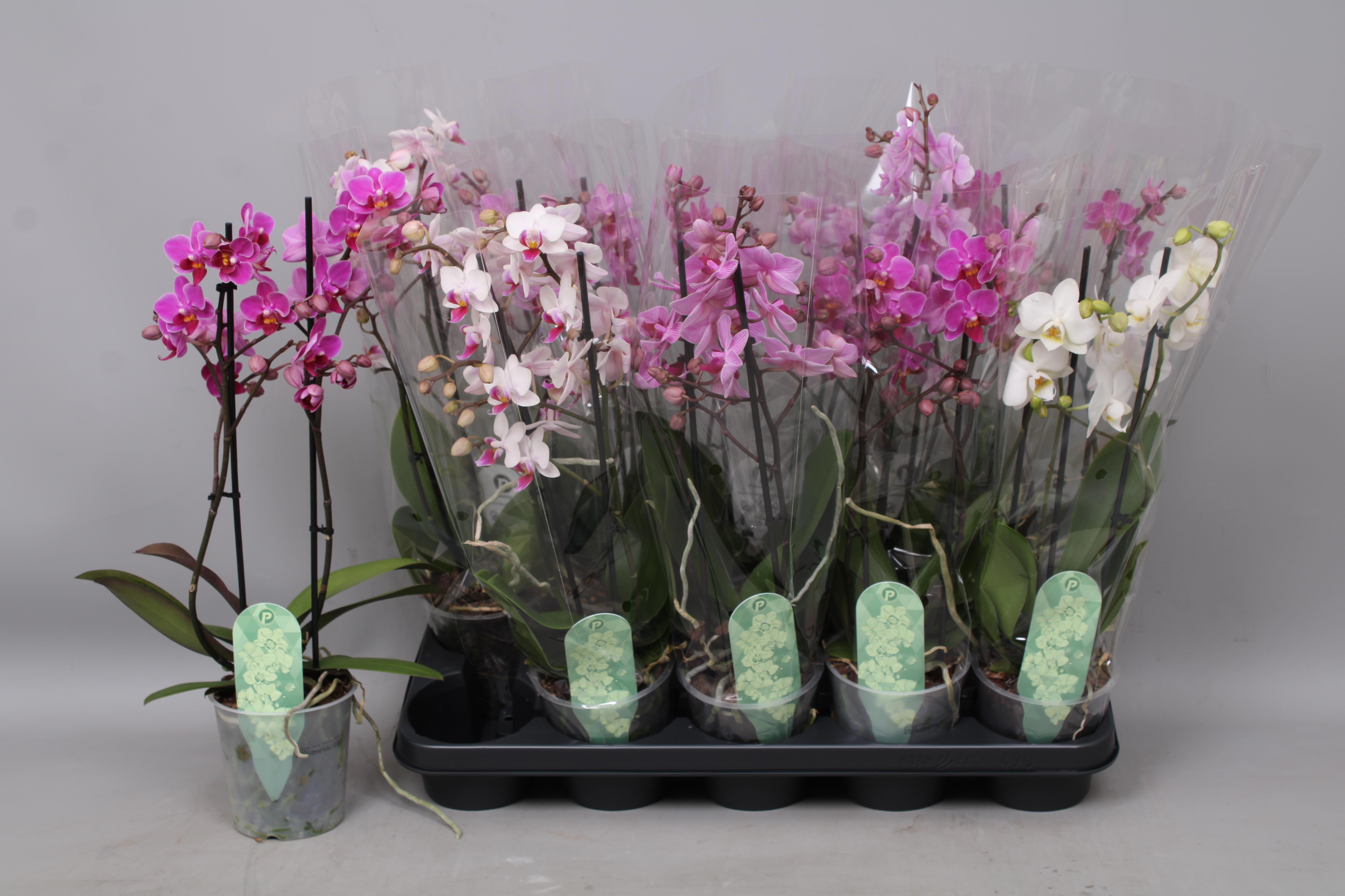 Горшечные цветы и растения оптом Phal Mf Gem 3 Kl от 10шт' из Голландии с доставкой по России