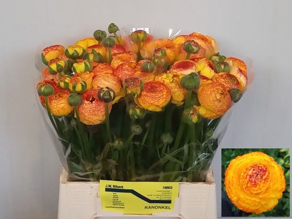 Срезанные цветы оптом Ranunculus aazur orange stripes от 40шт из Голландии с доставкой по России