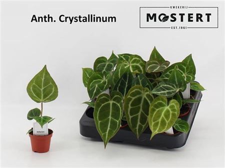 Горшечные цветы и растения оптом Anthurium Crystallinum от 12шт из Голландии с доставкой по России