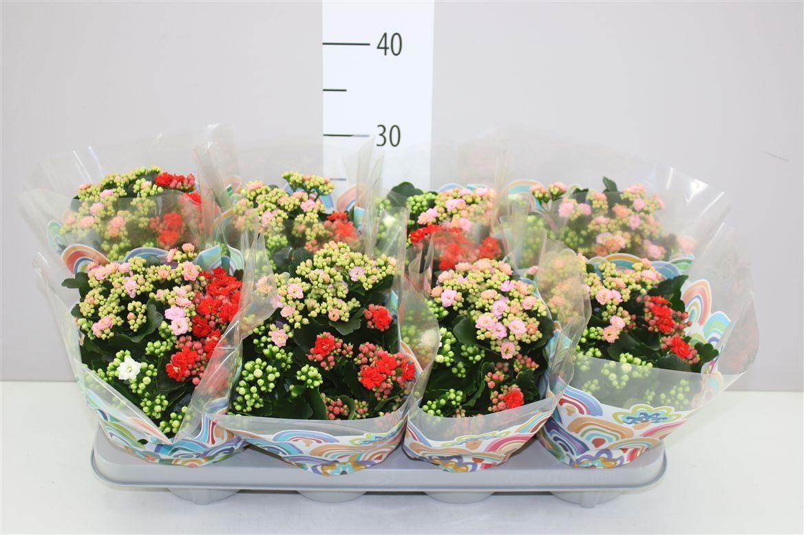 Горшечные цветы и растения оптом Kalanchoe Calandiva Carnaval от 8шт из Голландии с доставкой по России
