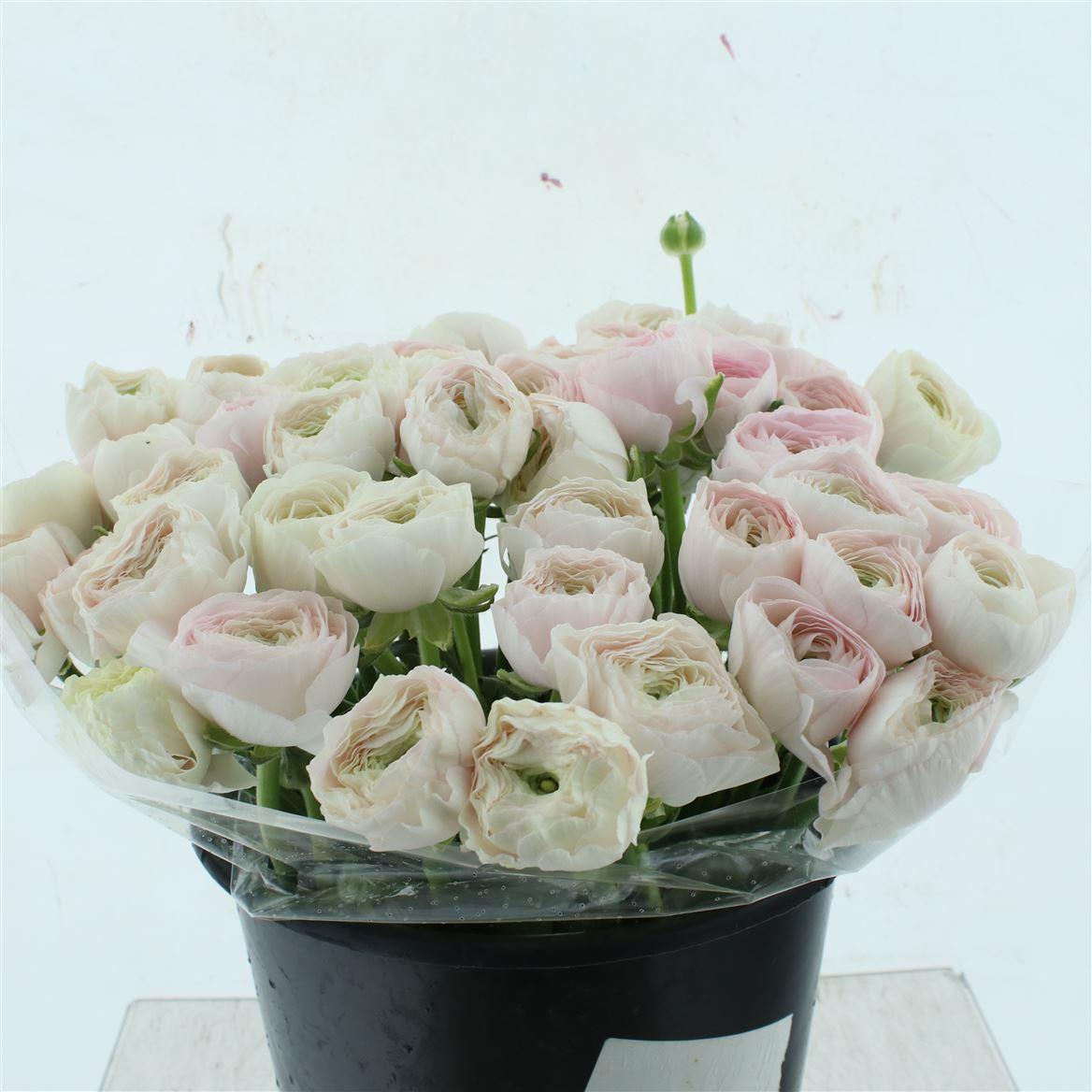 Срезанные цветы оптом Ranunculus clooney hanoi от 50шт из Голландии с доставкой по России