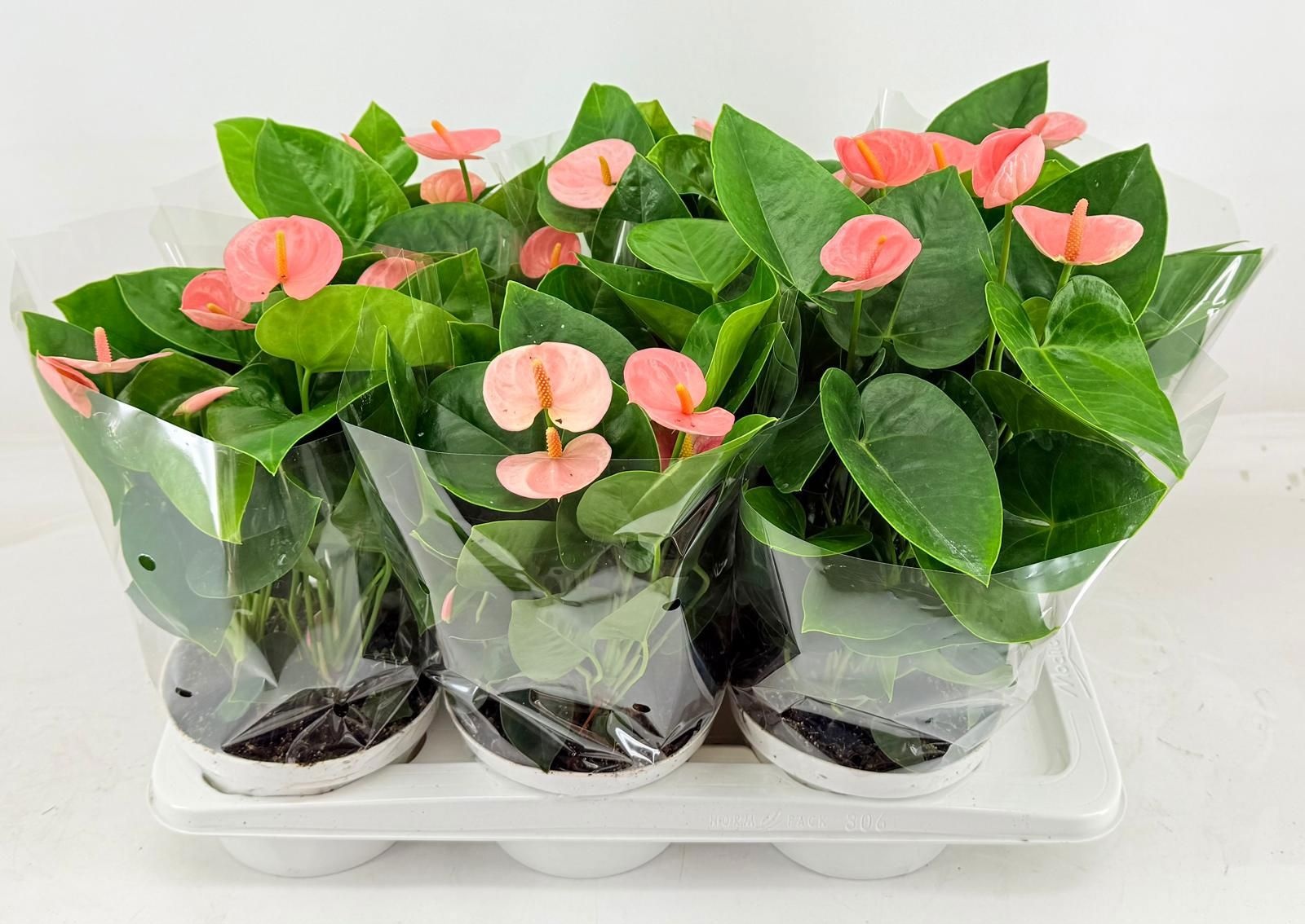 Горшечные цветы и растения оптом Anthu An Spirit от 6шт из Голландии с доставкой по России