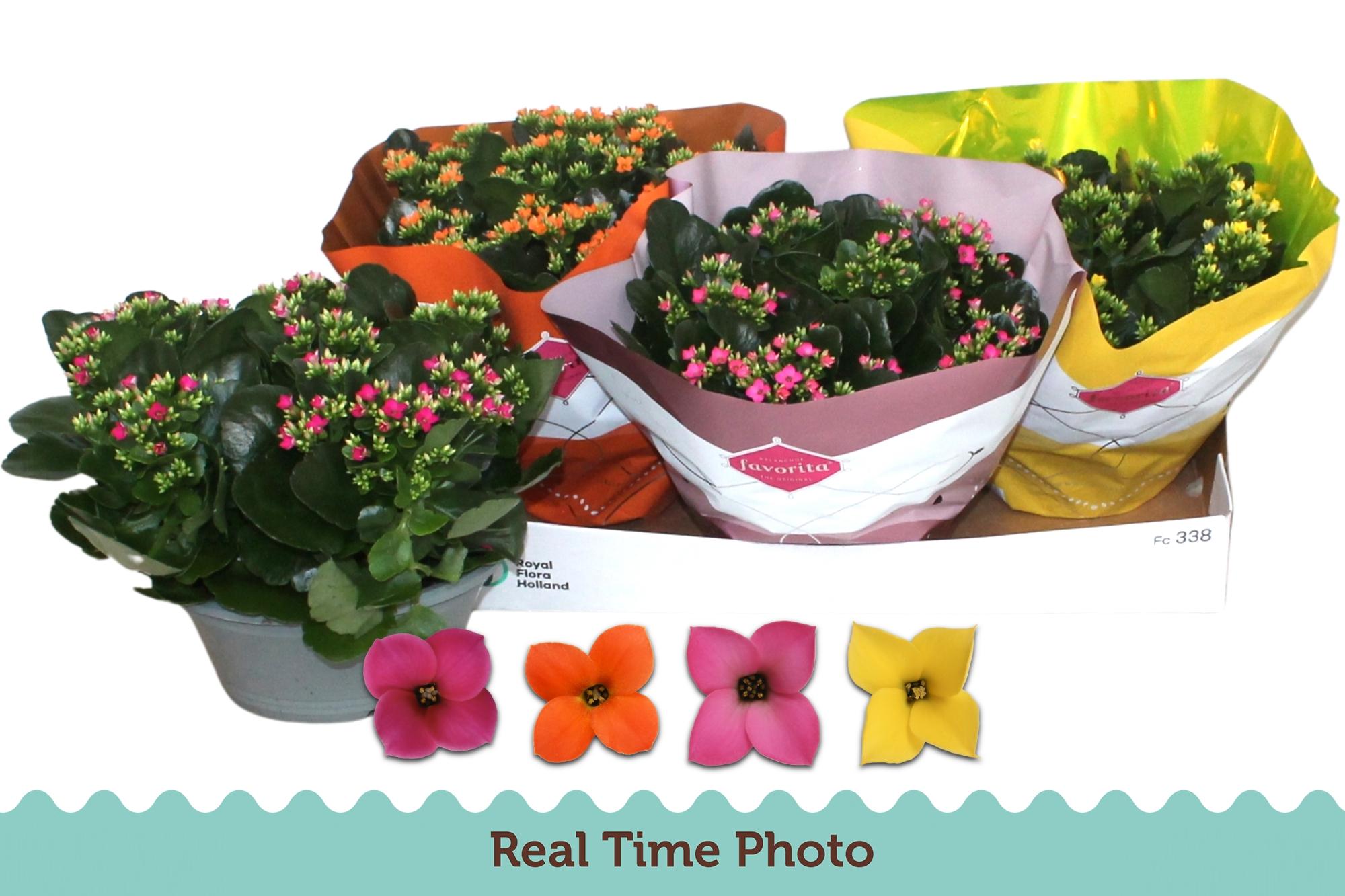 Горшечные цветы и растения оптом Kal En Gem 4 Kl от 3шт из Голландии с доставкой по России