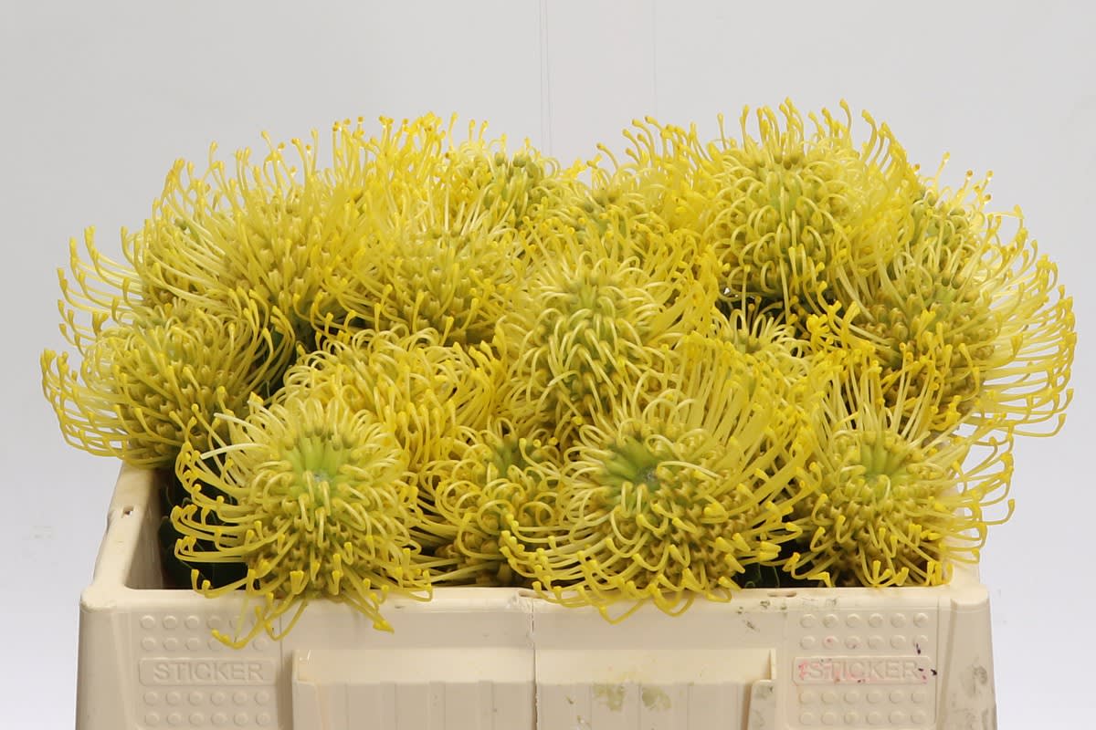 Срезанные цветы оптом Nutans ayoba gold от 20шт из Голландии с доставкой по России