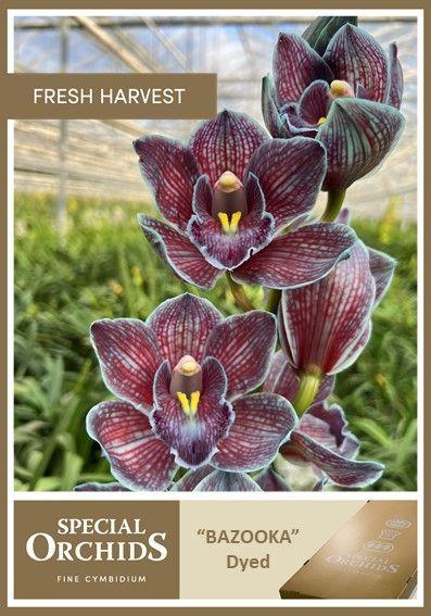 Срезанные цветы оптом Cymbidium stem от 16шт................. из Голландии с доставкой по России