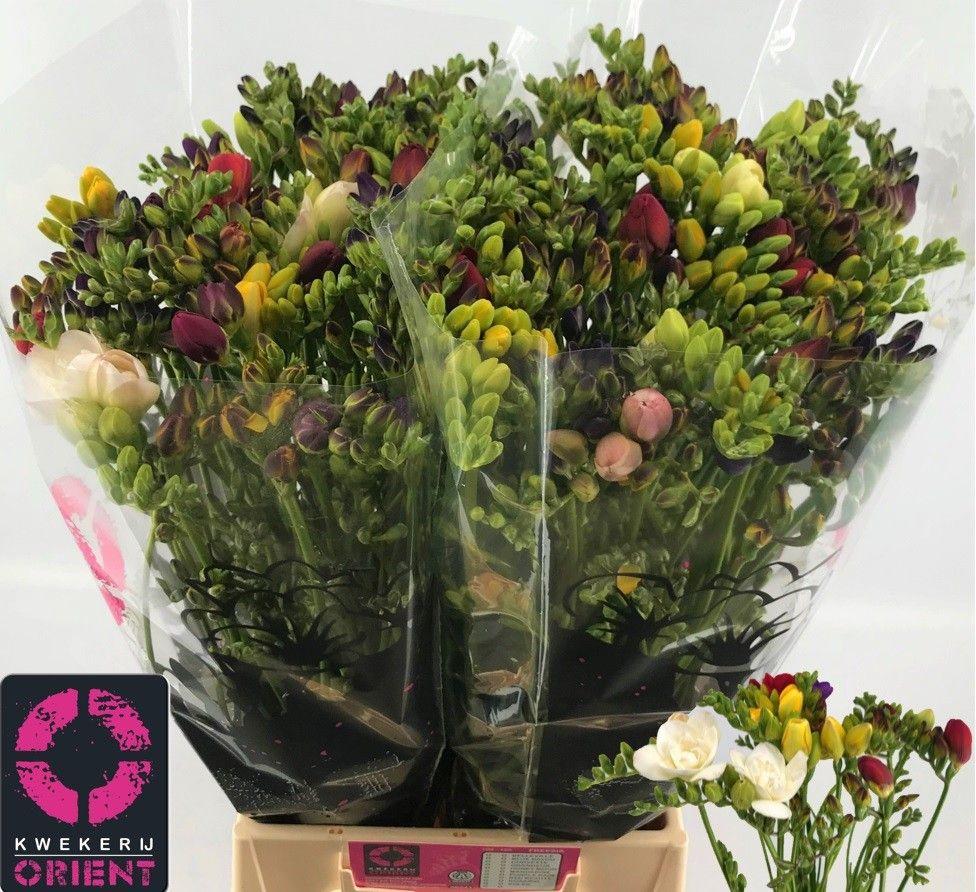 Срезанные цветы оптом Freesia do mix rainbow от 100шт из Голландии с доставкой по России