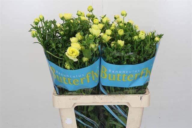 Срезанные цветы оптом Ranunculus butterfly helios от 40шт из Голландии с доставкой по России