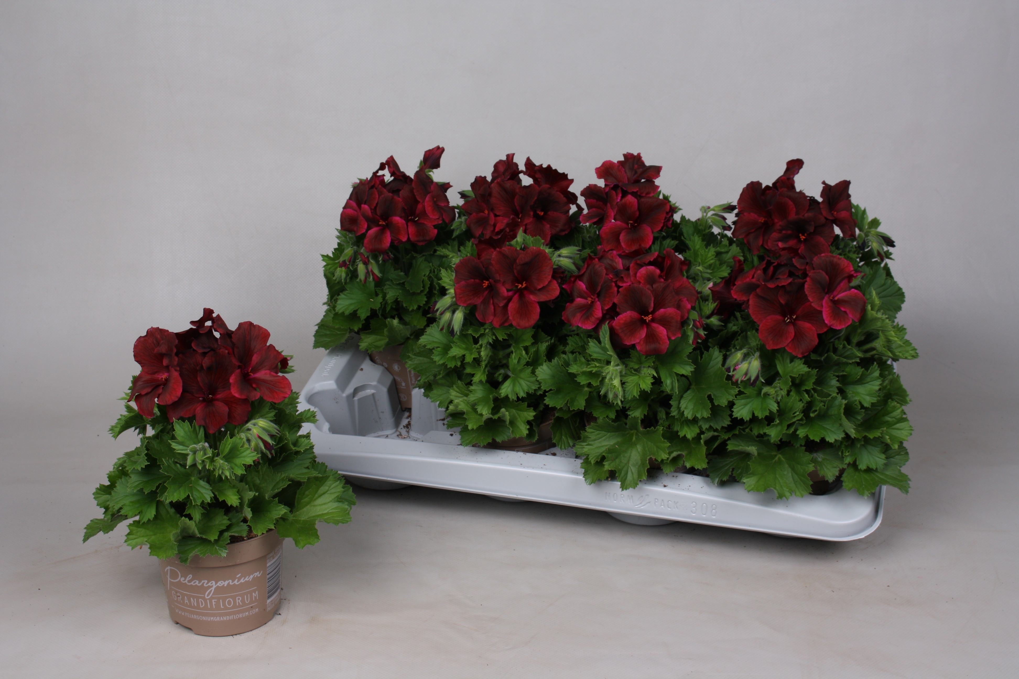 Горшечные цветы и растения оптом Pel Gr Rega Chocolat от 8шт из Голландии с доставкой по России