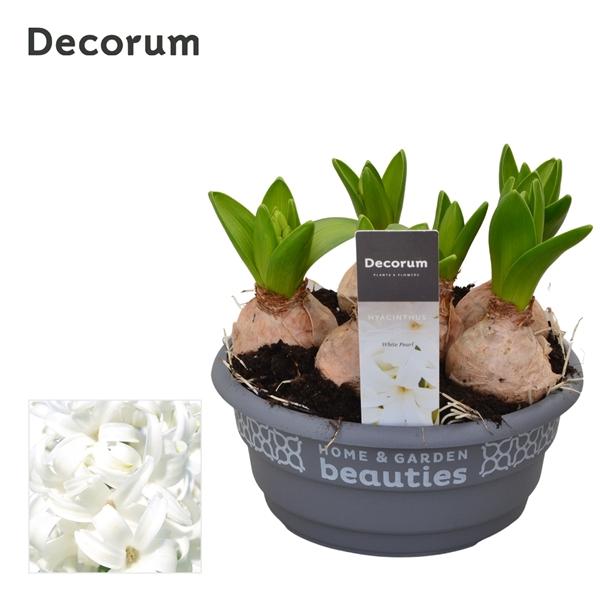 Горшечные цветы и растения оптом Hyacinthus White Pearl Bowl (decorum) от 7шт из Голландии с доставкой по России
