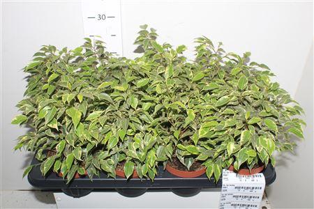 Горшечные цветы и растения оптом Ficus Be Kinky от 8шт из Голландии с доставкой по России