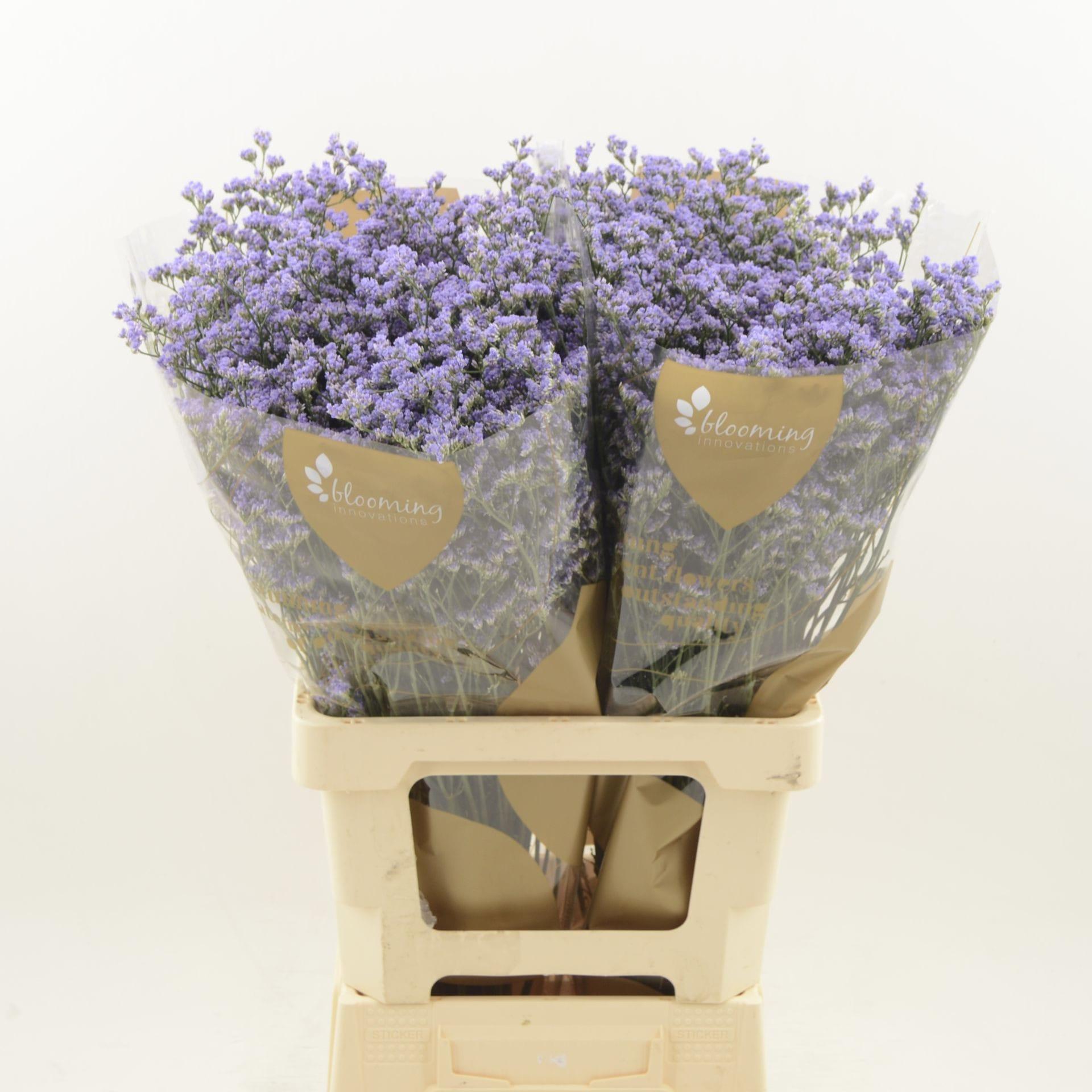 Срезанные цветы оптом Limonium utah blue от 600шт из Голландии с доставкой по России