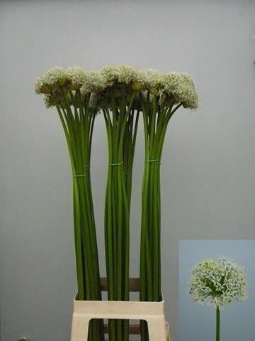 Срезанные цветы оптом Allium mount everest от 40шт из Голландии с доставкой по России