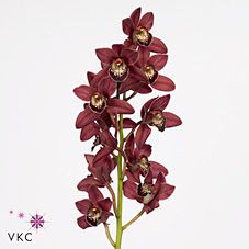 Срезанные цветы оптом Minicymbidium red beauty roy от 25шт. из Голландии с доставкой по России