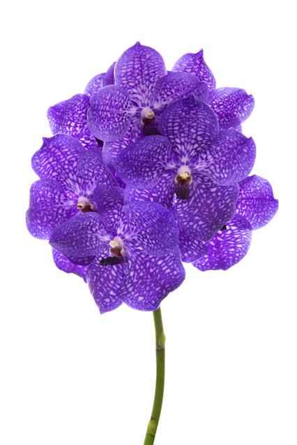 Срезанные цветы оптом Vanda violet blue 83 от 16шт из Голландии с доставкой по России