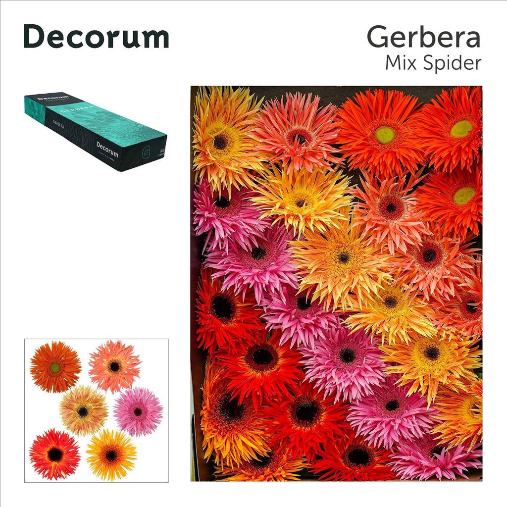 Срезанные цветы оптом Gerbera spinbloemig от 50шт из Голландии с доставкой по России