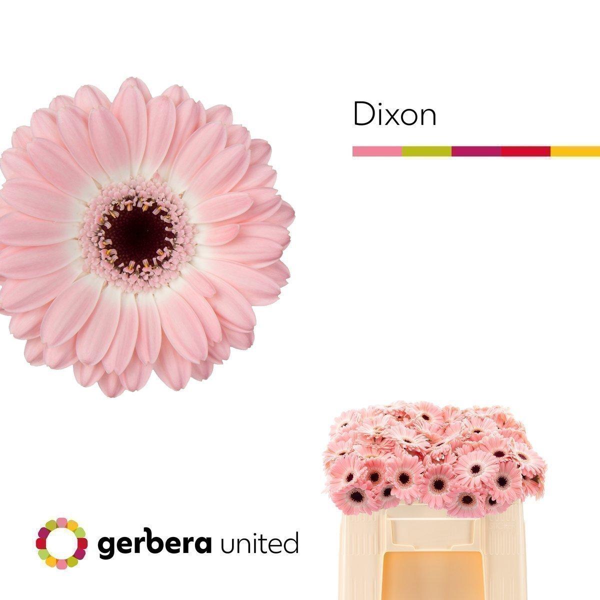 Срезанные цветы оптом Germini dixon от 60шт. из Голландии с доставкой по России