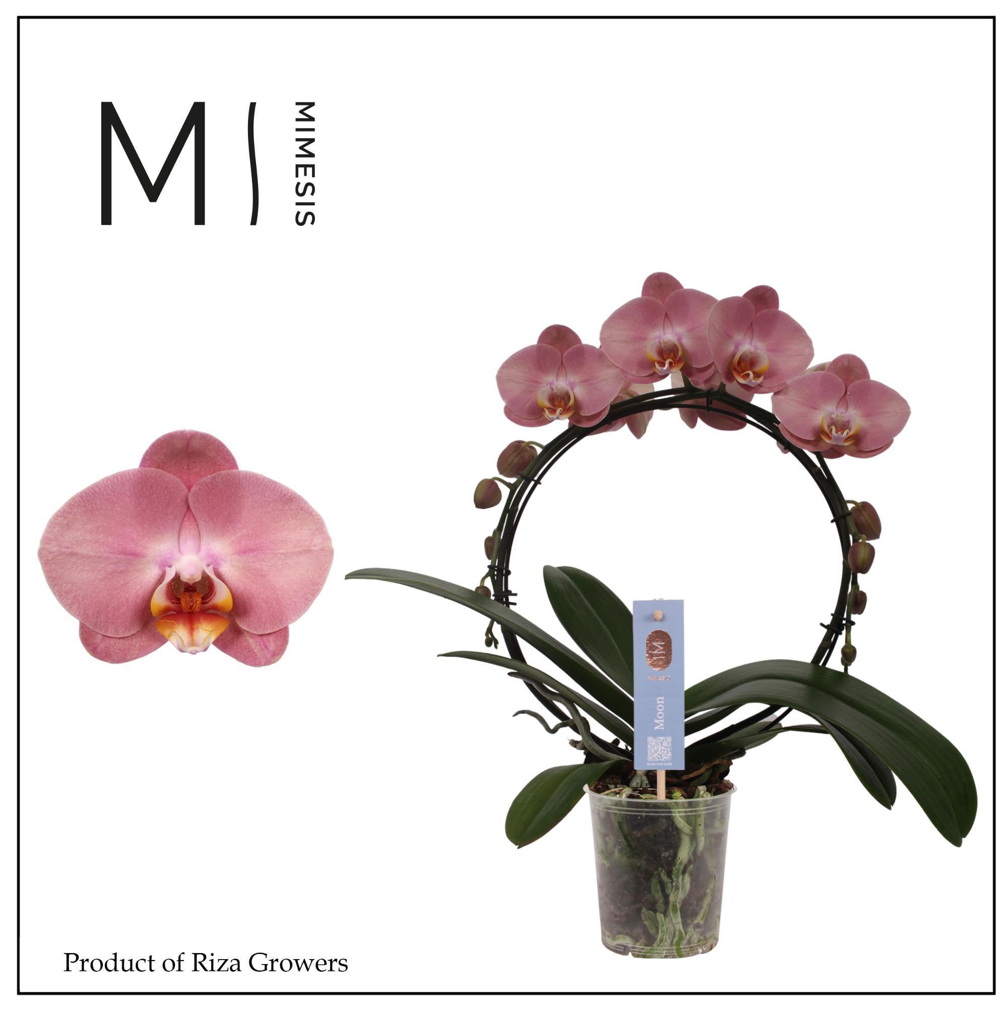 Горшечные цветы и растения оптом Phal Moon Old Pink 16+(mimesis) от 4шт из Голландии с доставкой по России