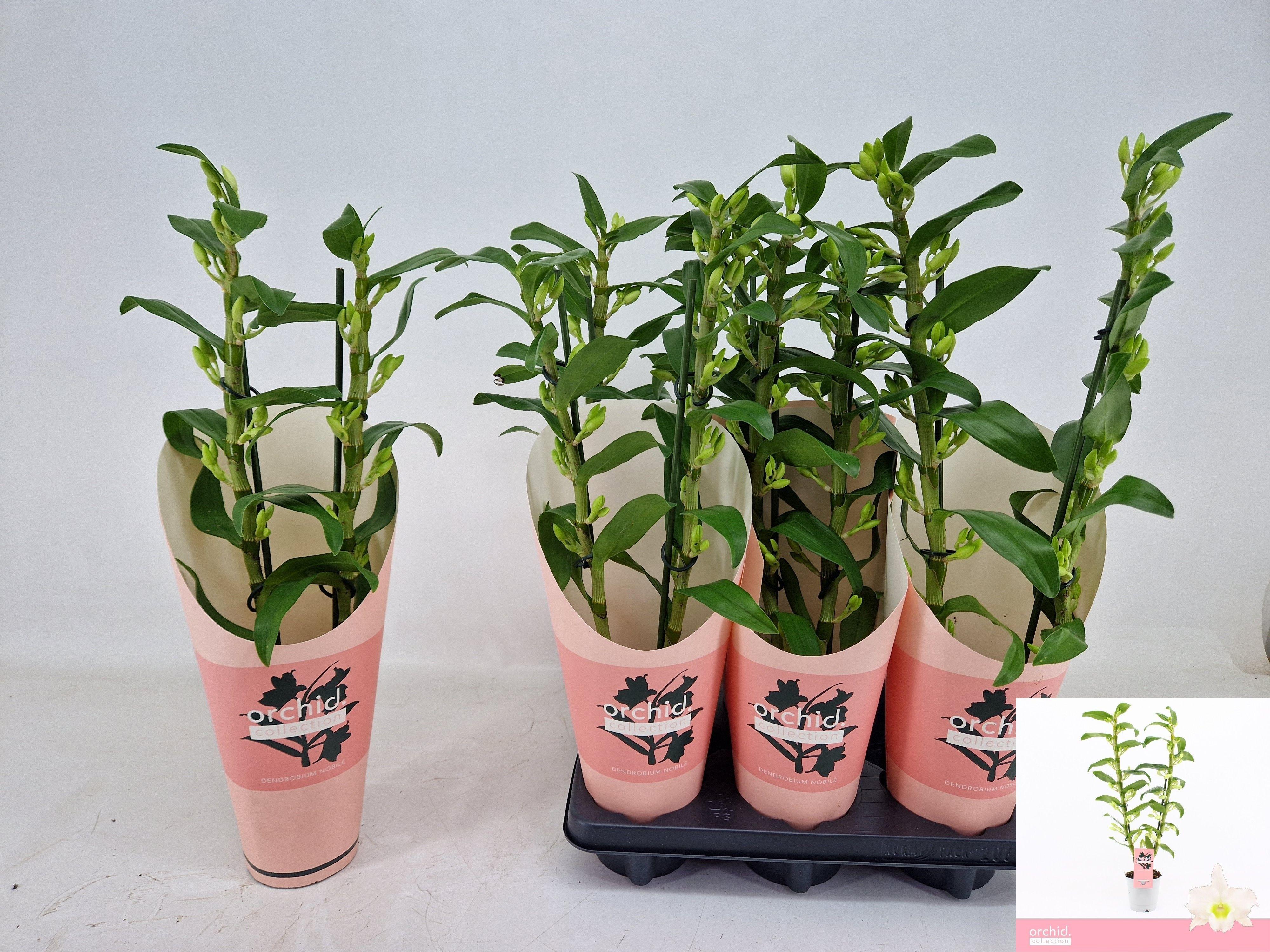 Горшечные цветы и растения оптом Dendr N S C Apollon Wild * Spring Deal * от 6шт из Голландии с доставкой по России