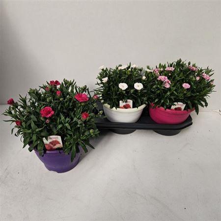 Горшечные цветы и растения оптом Dian Osc Gem от 3шт из Голландии с доставкой по России