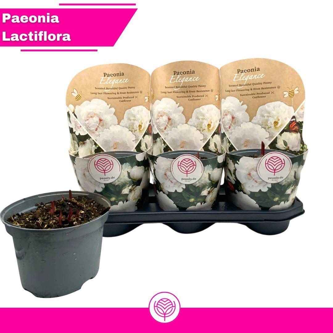 Горшечные цветы и растения оптом Paeonia   ... от 3шт из Голландии с доставкой по России