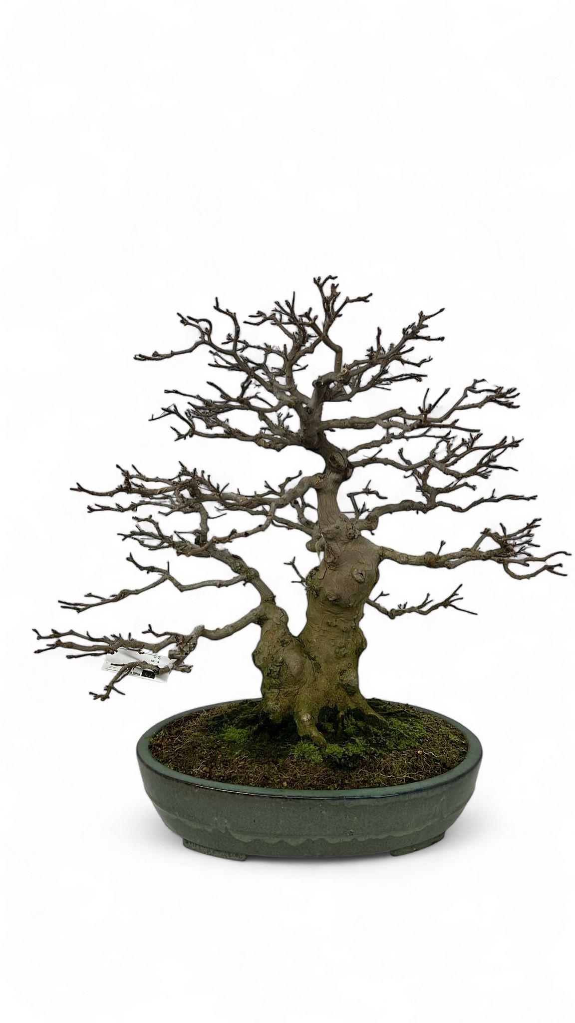 Горшечные цветы и растения оптом Acer Buergerianum, Pot 46cm. Height 65cm. (single от 1шт из Голландии с доставкой по России