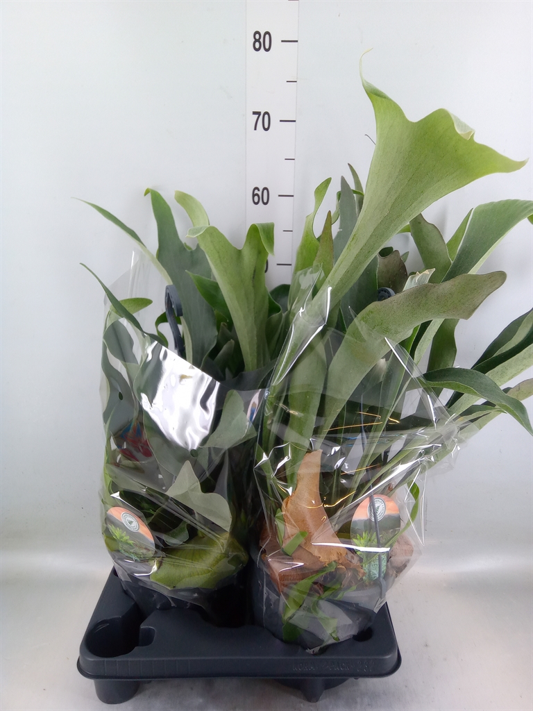 Горшечные цветы и растения оптом Platycerium Bifurc. от 2шт из Голландии с доставкой по России