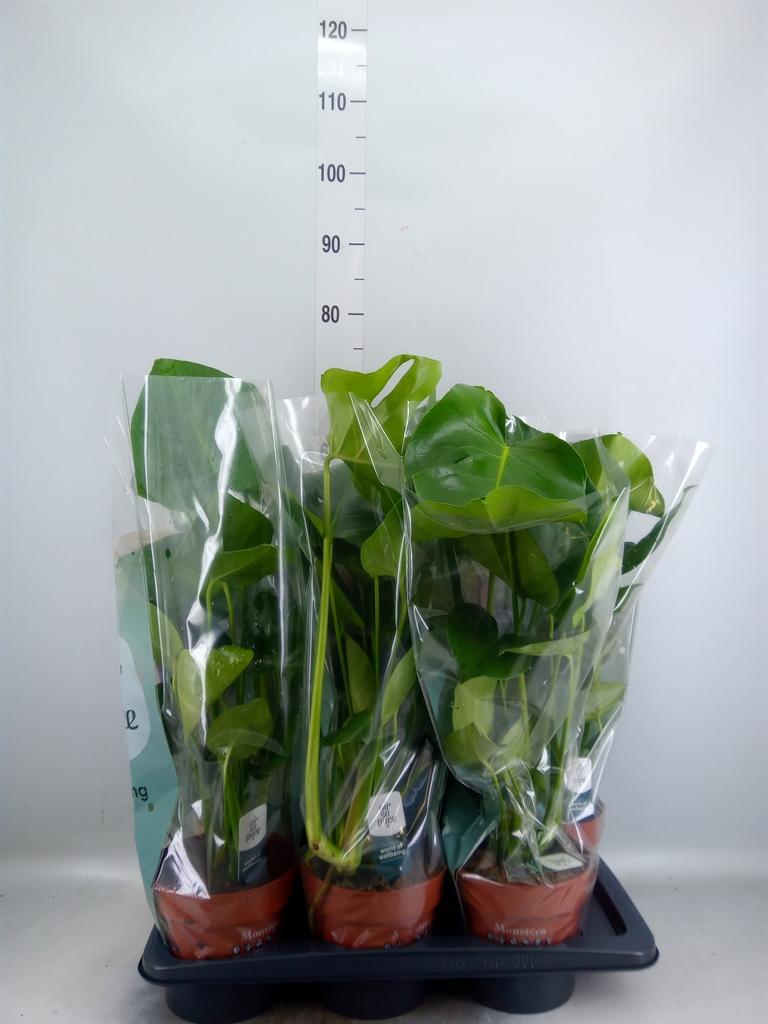 Горшечные цветы и растения оптом Monstera Delic. от 6шт из Голландии с доставкой по России