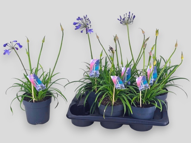 Горшечные цветы и растения оптом Agapa Brilliant Blue от 6шт из Голландии с доставкой по России