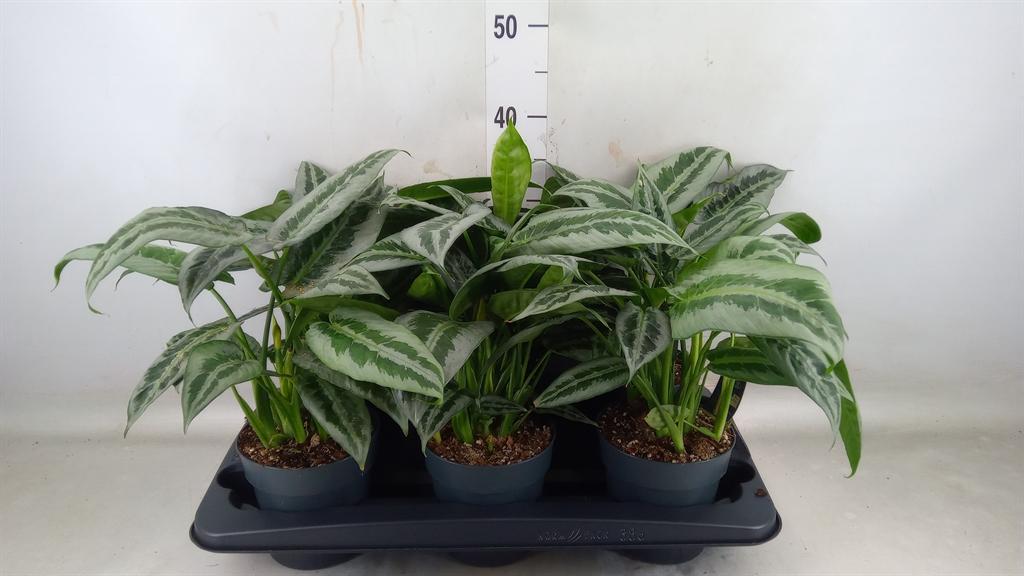 Горшечные цветы и растения оптом Schismatoglottis Wallichii от 6шт из Голландии с доставкой по России