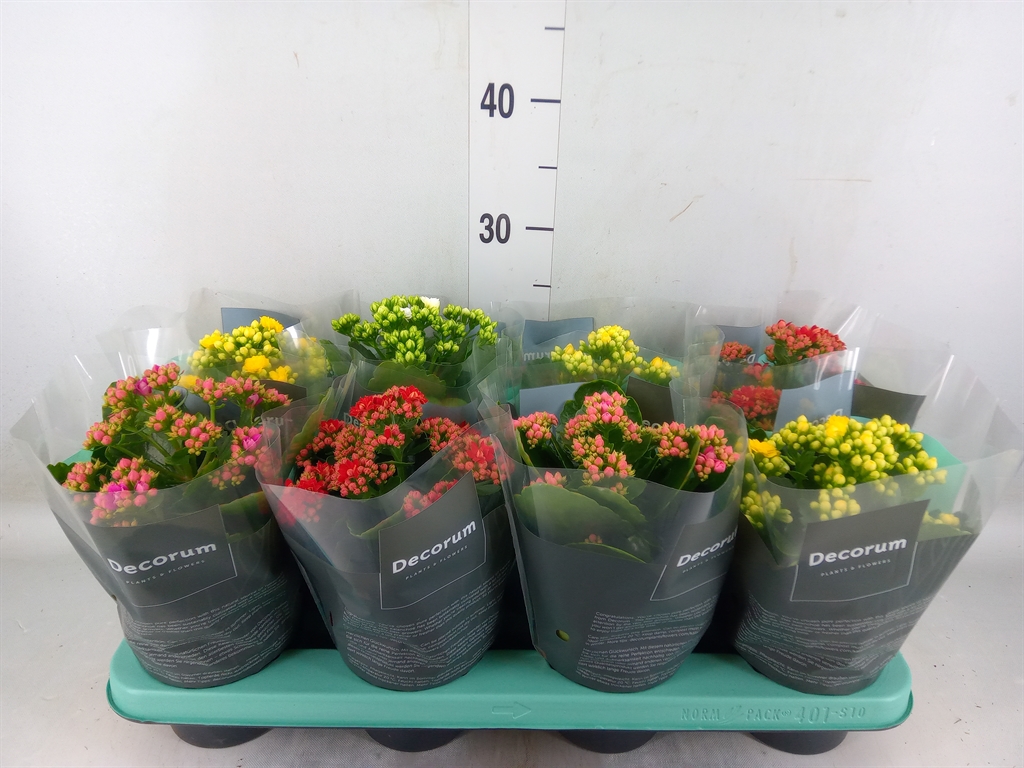 Горшечные цветы и растения оптом Kalanchoe Blos.   ..rosebud Mix  5 от 8шт из Голландии с доставкой по России
