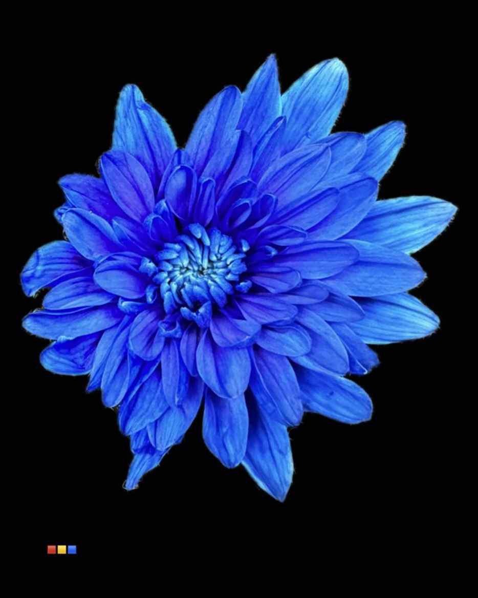 Срезанные цветы оптом Chrys sp paint baltica blue dark от 60шт из Голландии с доставкой по России