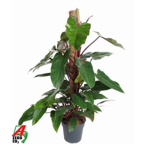 Горшечные цветы и растения оптом Philodendron Red Emerald Mosspole от 1шт из Голландии с доставкой по России