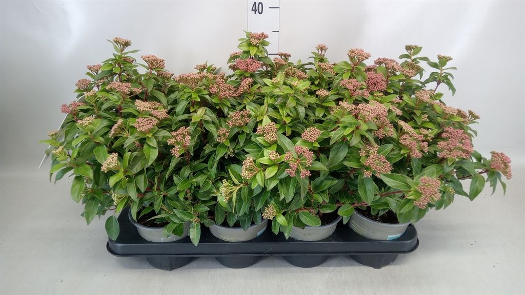 Горшечные цветы и растения оптом Viburnum Tinus от 8шт из Голландии с доставкой по России