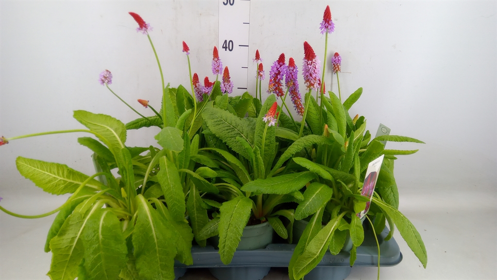 Горшечные цветы и растения оптом Primula Vialii от 6шт из Голландии с доставкой по России