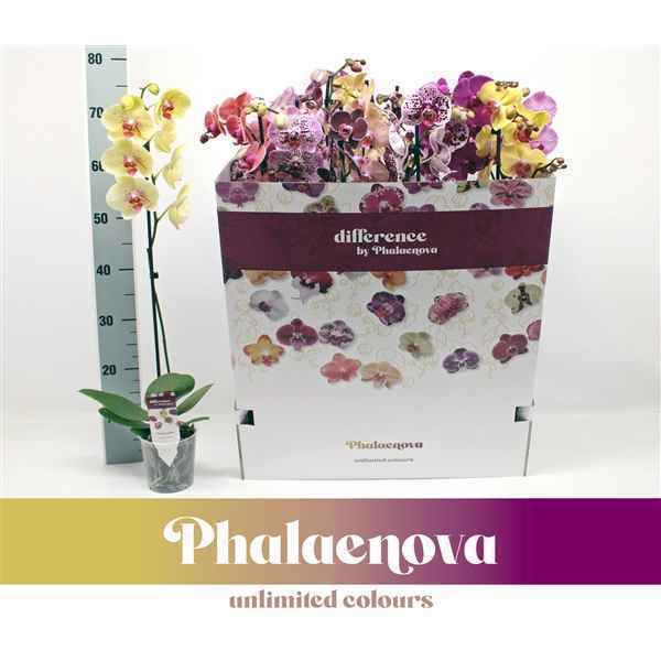 Горшечные цветы и растения оптом Phal 1st Mix 9+ (phalaenova) от 12шт из Голландии с доставкой по России