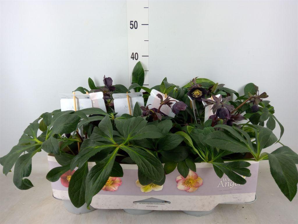 Горшечные цветы и растения оптом Helleborus Ori. от 6шт из Голландии с доставкой по России